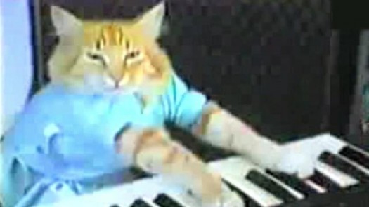 piano cat